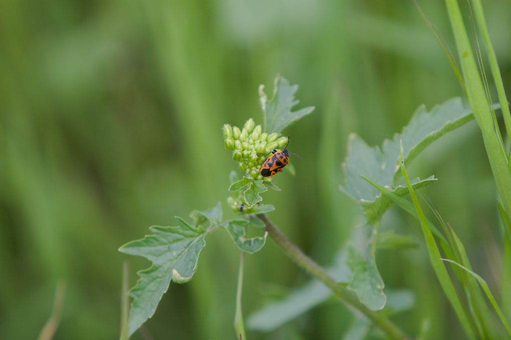 Eurydema ventralis... o E. ornata ?   Da det.